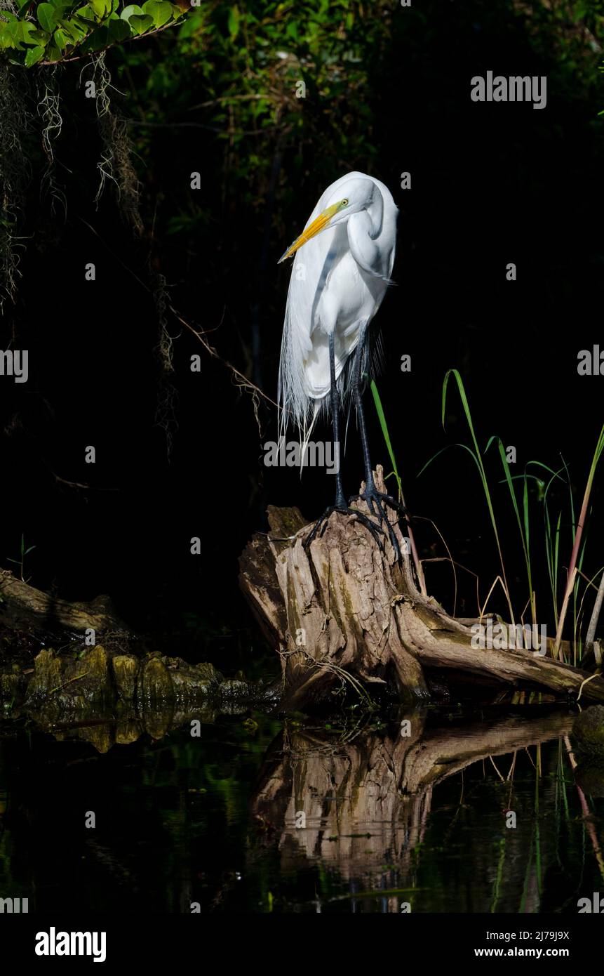 Grande Egret (Ardea alba). Big Cypress National Preserve, Florida. Foto Stock