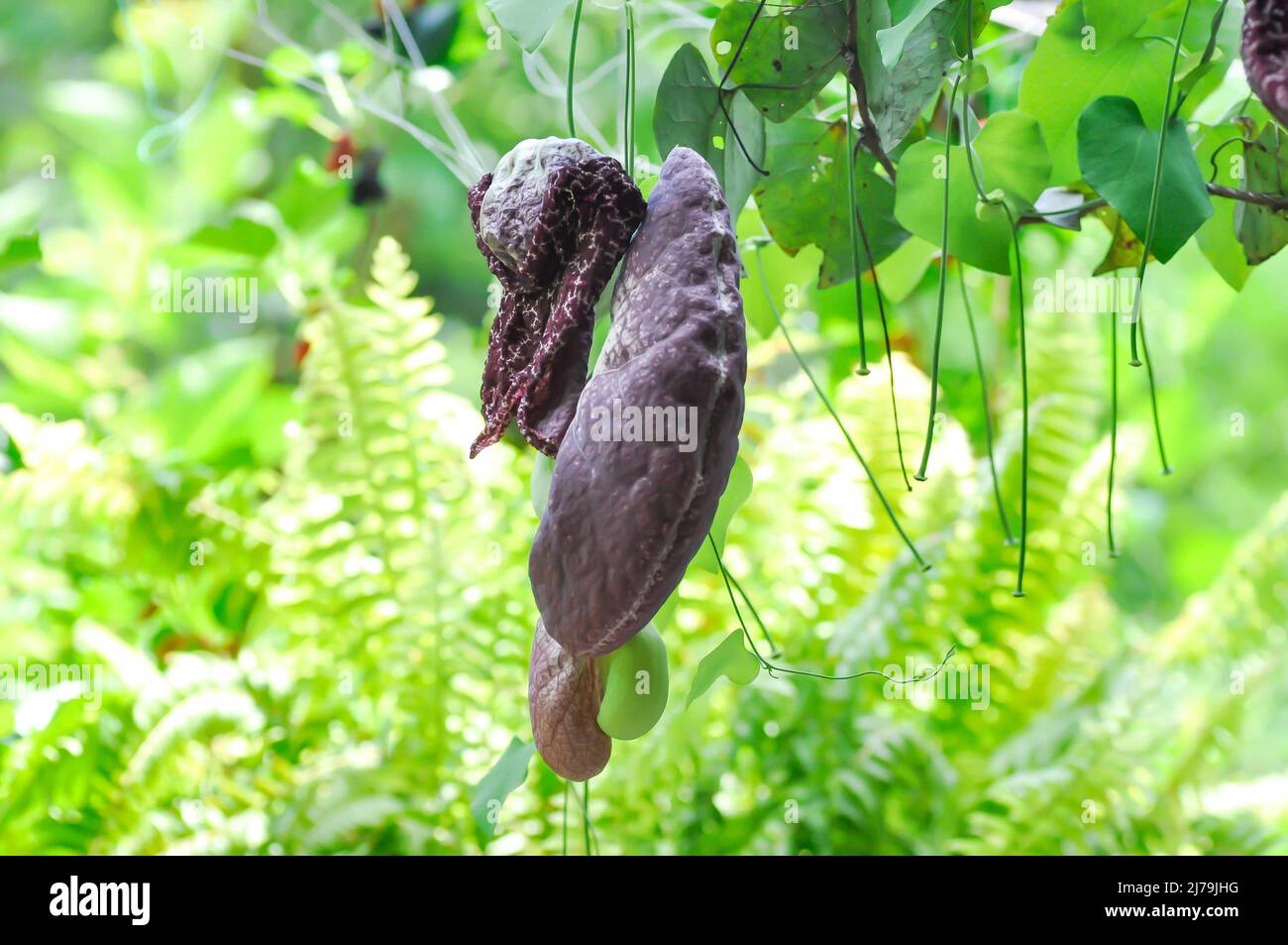 Aristolochia ringens , Aristolochiaceae o Aristolochia ringens Vahl pianta Foto Stock