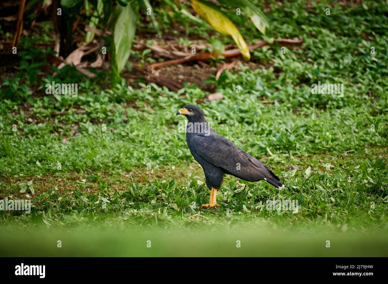 Falco nero comune (Buteogallus anthracinus), Parco Nazionale di Corcovado, penisola di Osa, Costa Rica, America Centrale Foto Stock