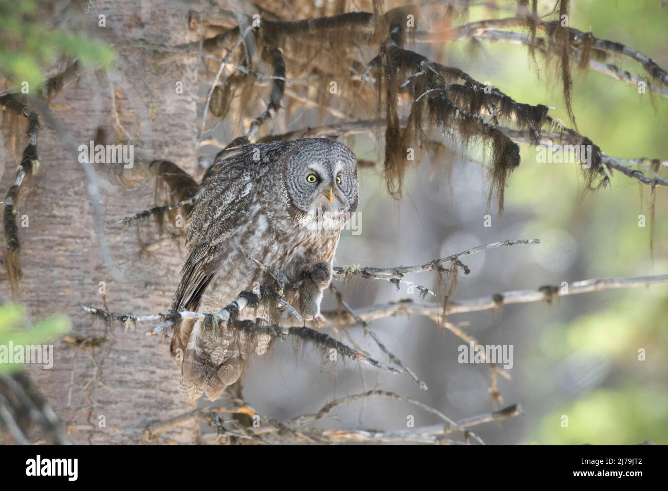 Grande gufo grigio (Strix nebulosa). Parco Nazionale di Yellowstone, Wyoming, USA. Un gufo grigio grande con un gopher tasca (talpoides Thomomys) Foto Stock