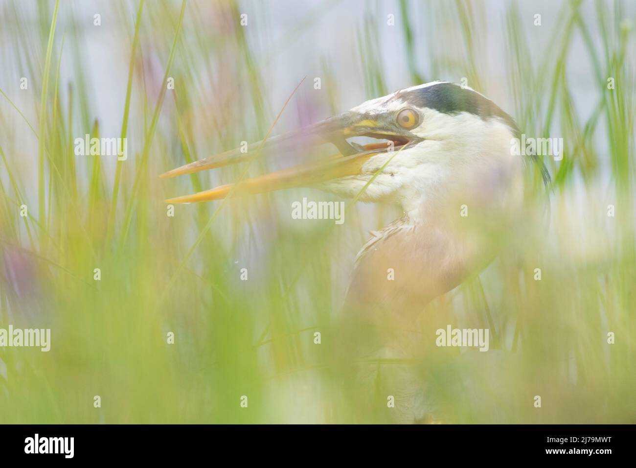 Airone blu (Ardea erodiade). Parco Nazionale di Acadia, Maine, Stati Uniti d'America. Foto Stock