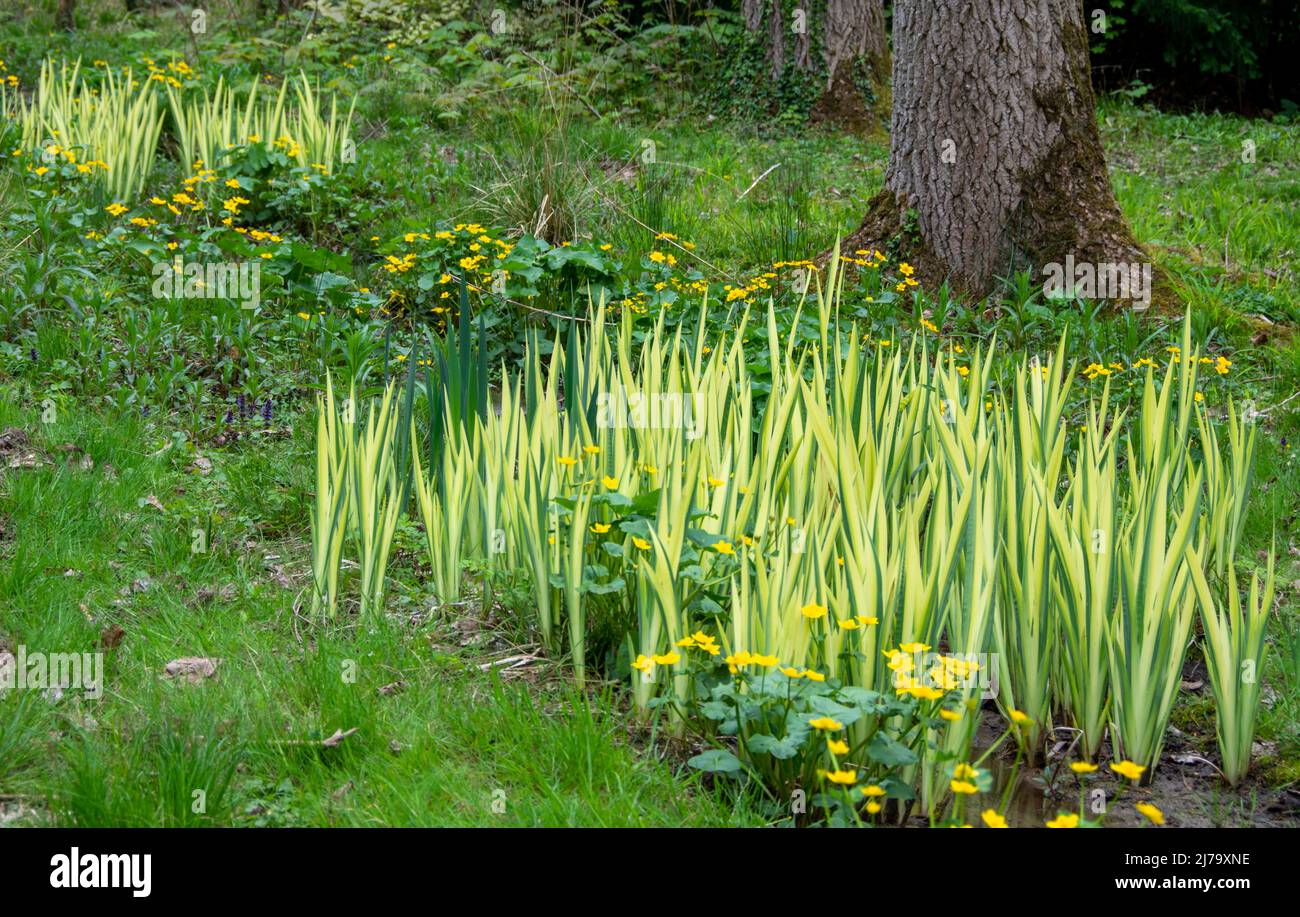 Fiori di palude e foglie di iride variegate che crescono in una zona umida Foto Stock