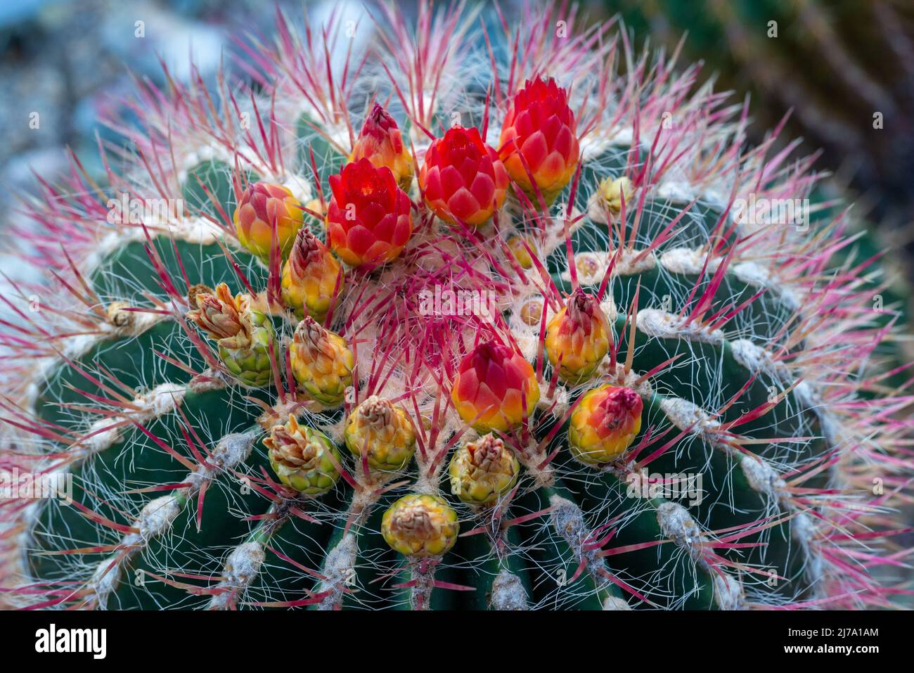 Fioritura di un Ferocactus di Mexiko Foto Stock