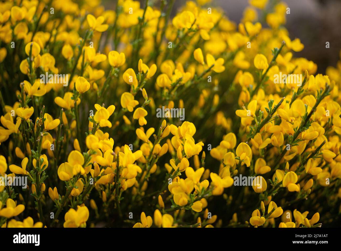 Splendore giallo: Ginestra in piena fioritura in un giardino berlinese. Foto Stock