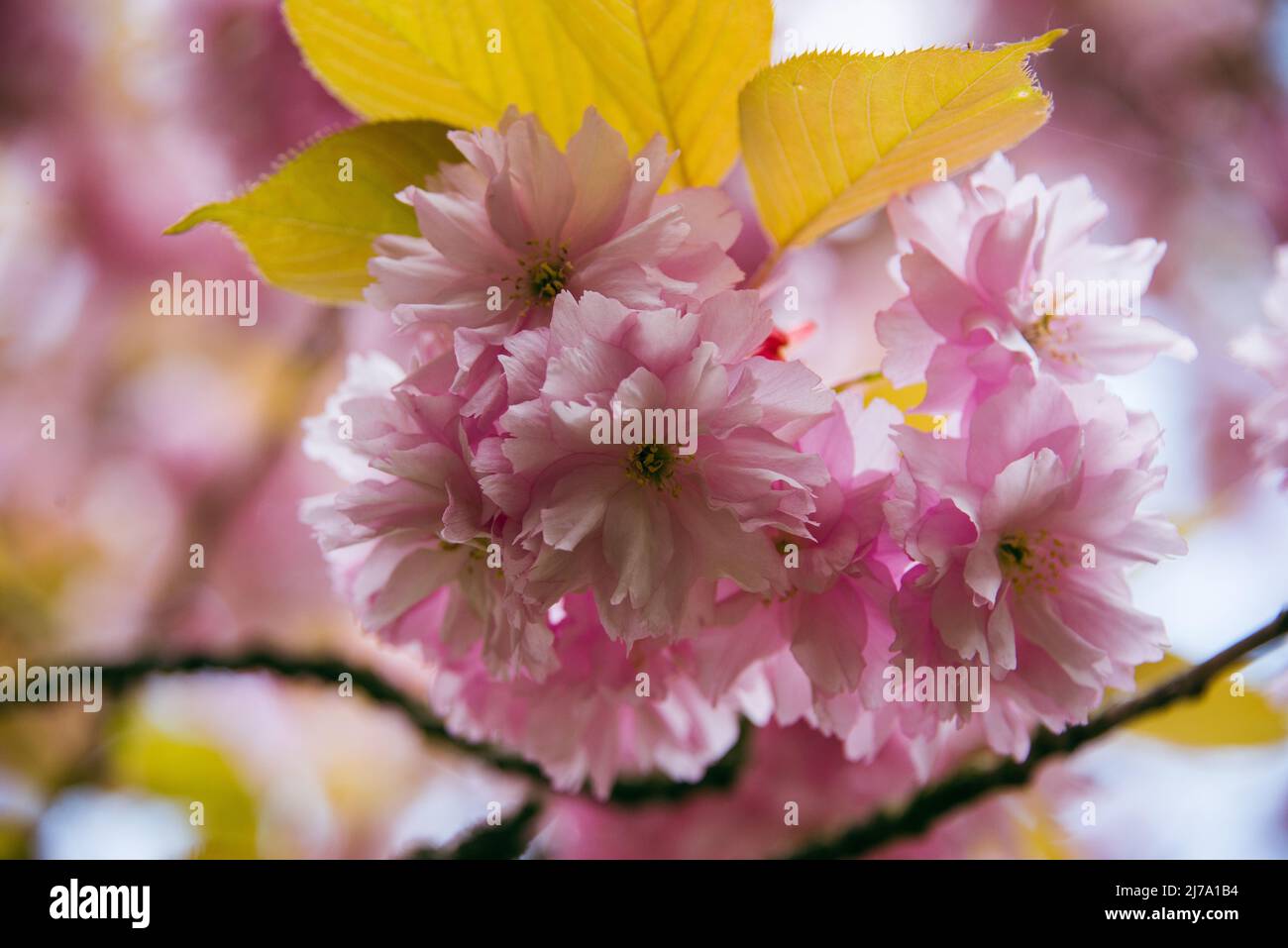 Fioritura dei ciliegi a Berlino Foto Stock