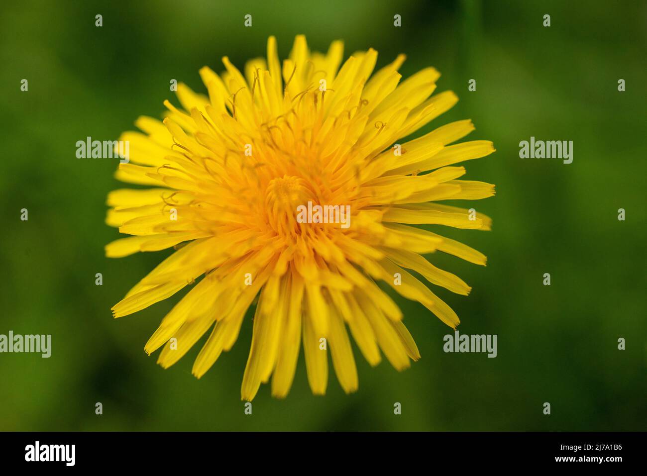 Dente di leone in piena fioritura su un prato naturale. Foto Stock