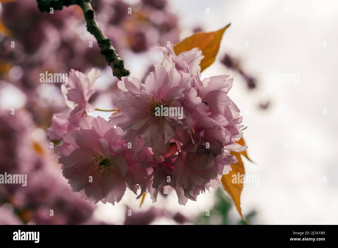 Fioritura dei ciliegi a Berlino Foto Stock