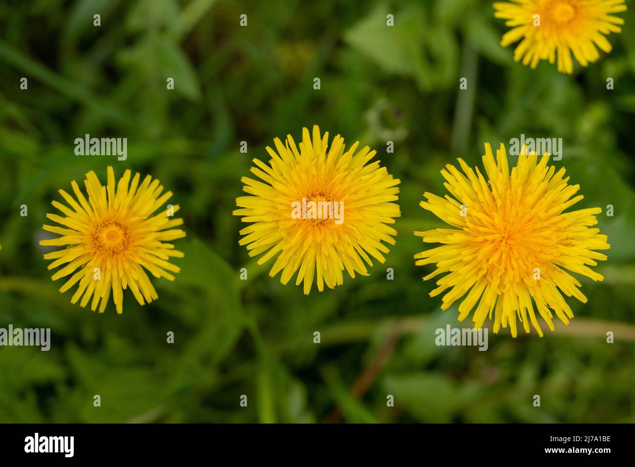 Dente di leone in piena fioritura su un prato naturale. Foto Stock