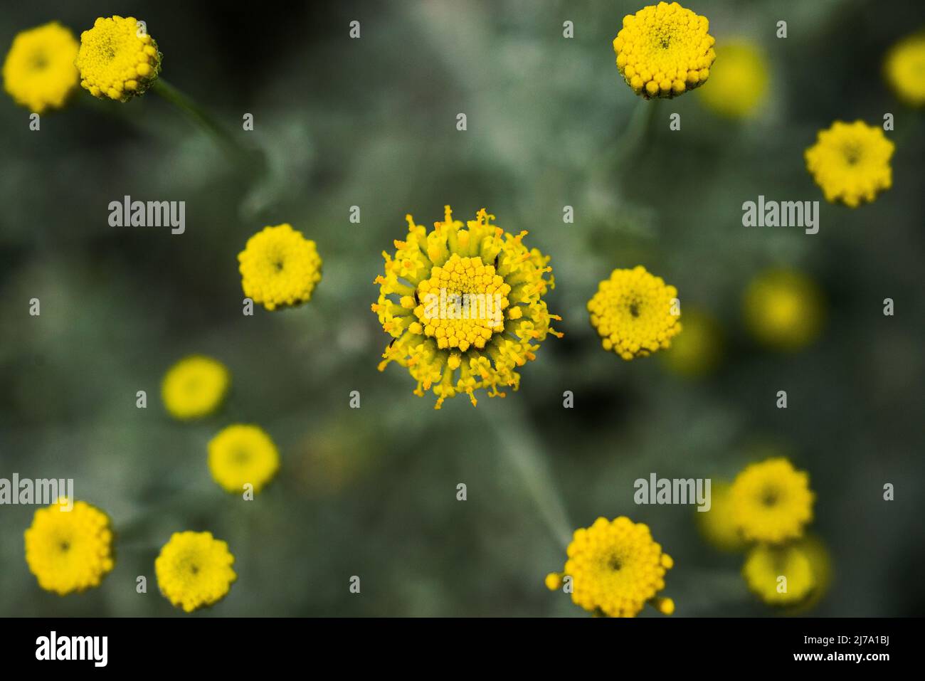 Come una costellazione di stelle nel giardino. I sottili fiori gialli di Santolina Corsica Foto Stock
