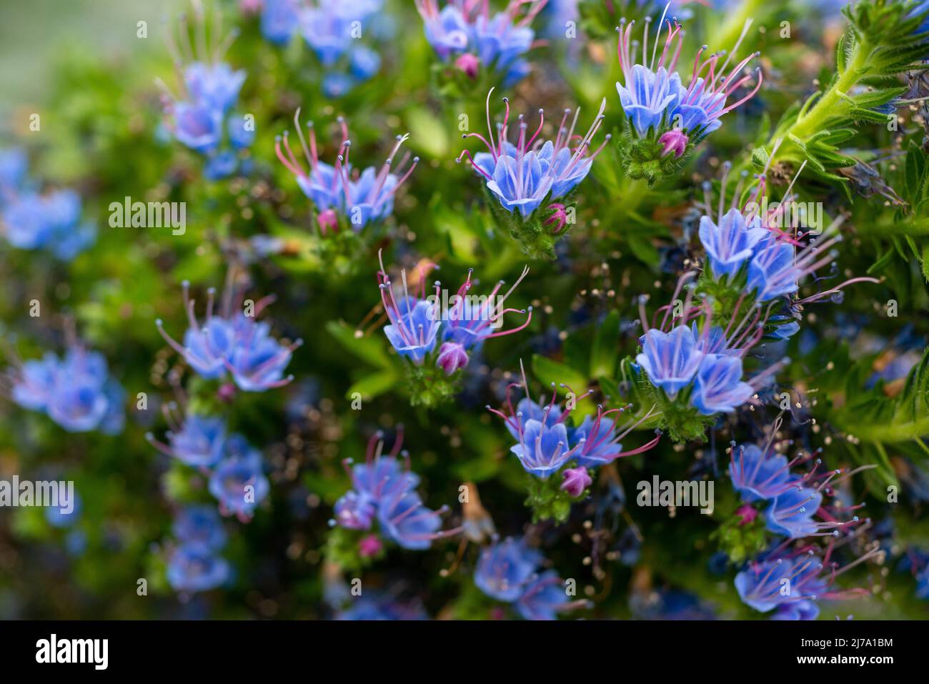 Lo splendore delle candele Echium in piena fioritura in una serra berlinese. Foto Stock