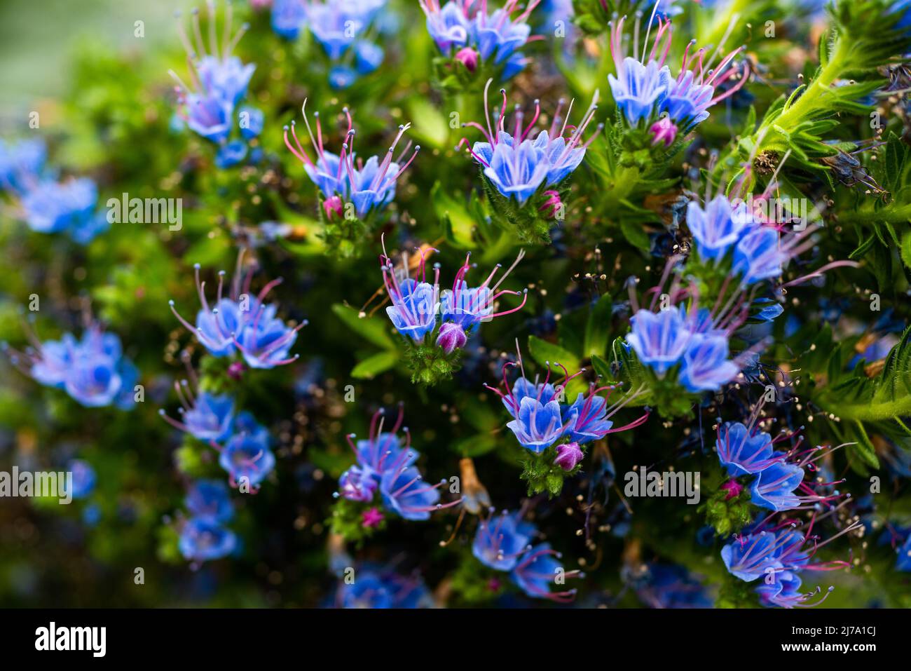 Lo splendore delle candele Echium in piena fioritura in una serra berlinese. Foto Stock