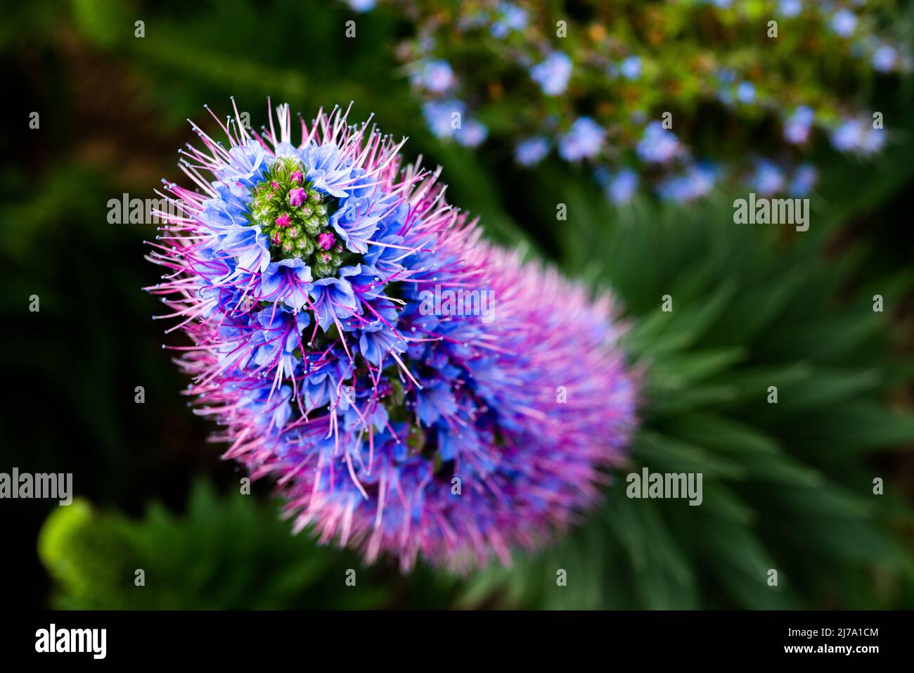 Lo splendore delle candele Echium in piena fioritura in una serra berlinese. Foto Stock