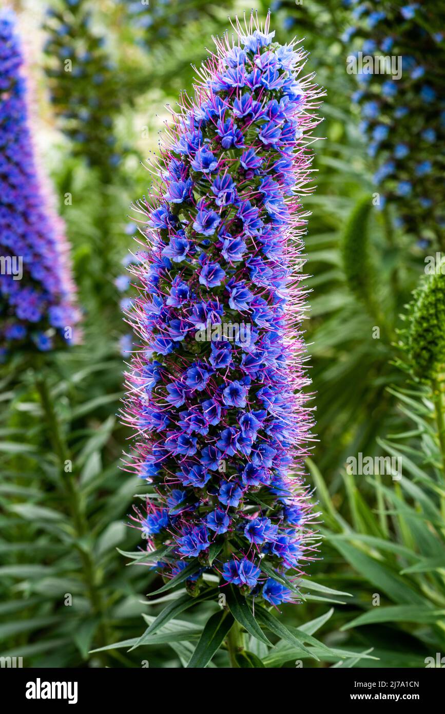 Lo splendore delle candele Echium in piena fioritura in una serra berlinese. Foto Stock