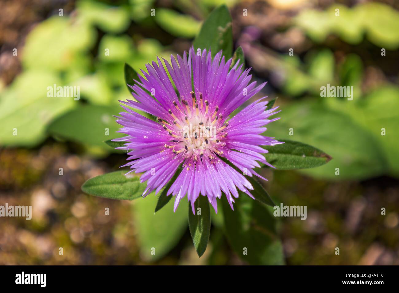 Violetta Centaurea pullata, una specie di Centaurea che si trova nell'Europa sud-occidentale e nell'Africa nord-occidentale. Forse ad un Psephellus dealbatus Foto Stock