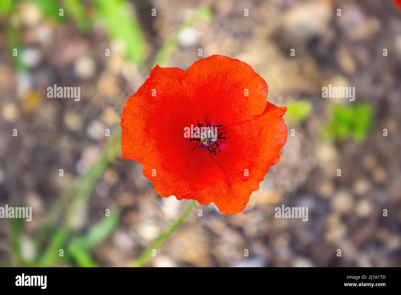 Papaver rhoeas, nomi comuni sono comuni o ​corn papavero, mais rosa, campo papavero, Fiandre papavero, e papavero rosso, è una specie erbacea annuale di flusso Foto Stock