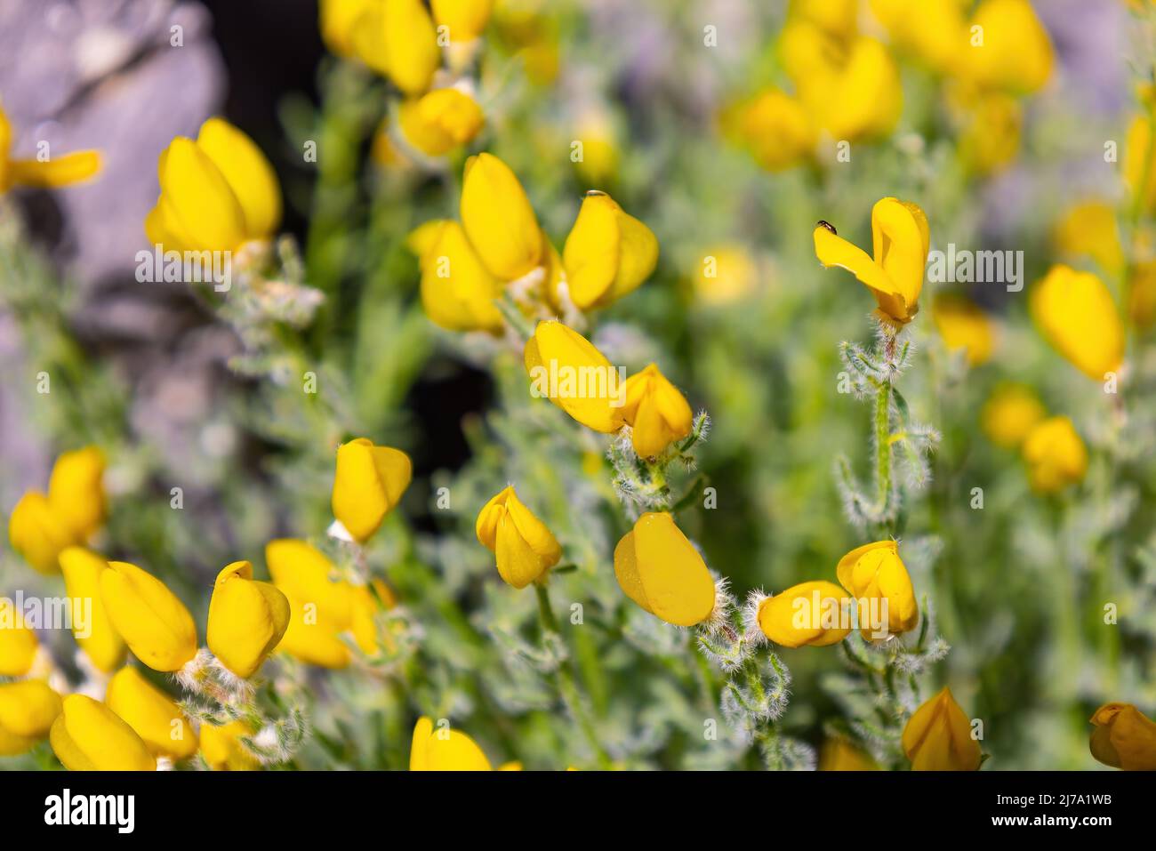 Cytisus fontanesii Spach subsp. Plumosus (Boiss.) Nyman, endemica dal sud della spagna. Cytisus arboreus è un arbusto della famiglia Fabaceae, bromo comune Foto Stock