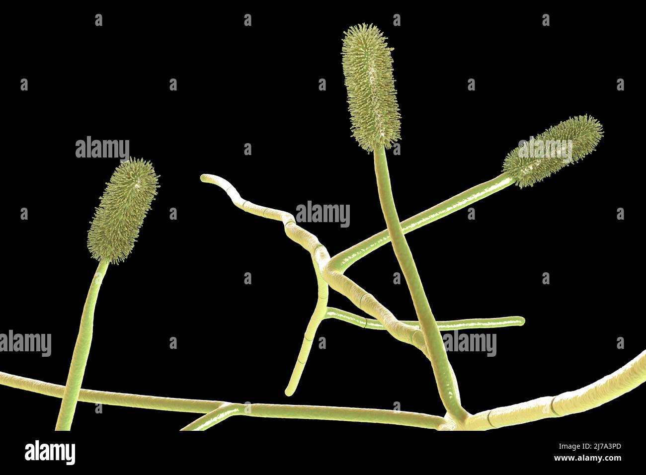 Fungo della muffa di Aspergillus clavatus, illustrazione Foto Stock