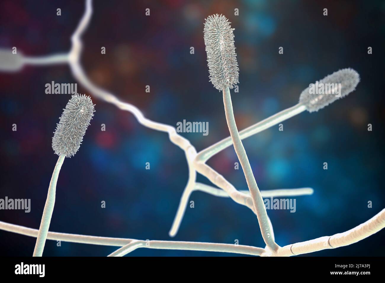 Fungo della muffa di Aspergillus clavatus, illustrazione Foto Stock