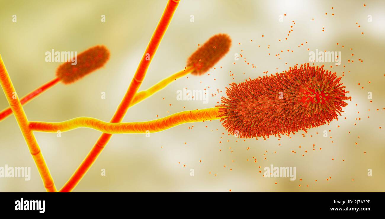 Fungo della muffa di Aspergillus clavatus, illustrazione Foto Stock