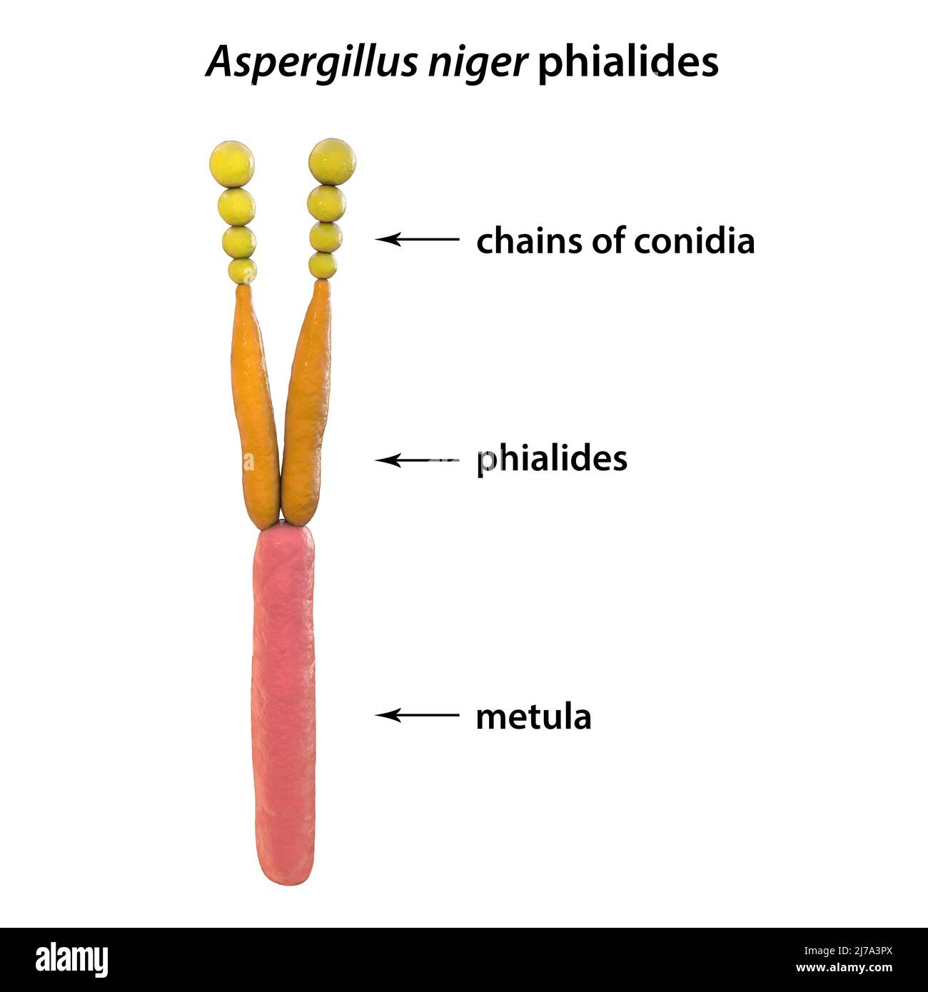 Phialide di fungo Aspergillus niger, illustrazione Foto Stock