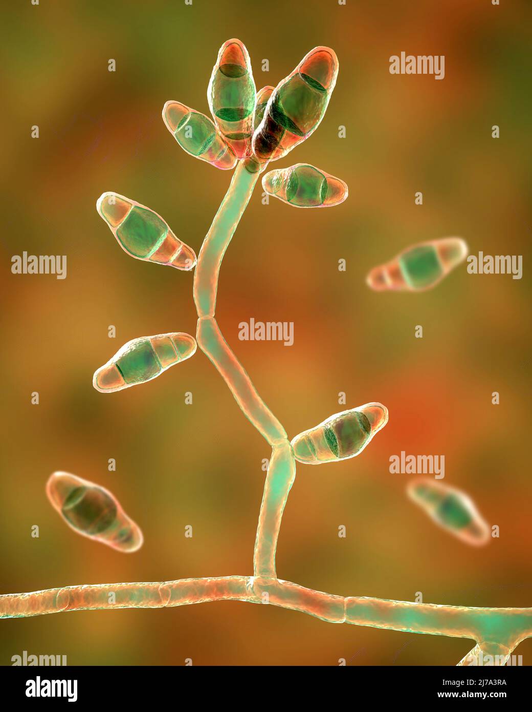 Curvularia muffa fungo, illustrazione Foto Stock