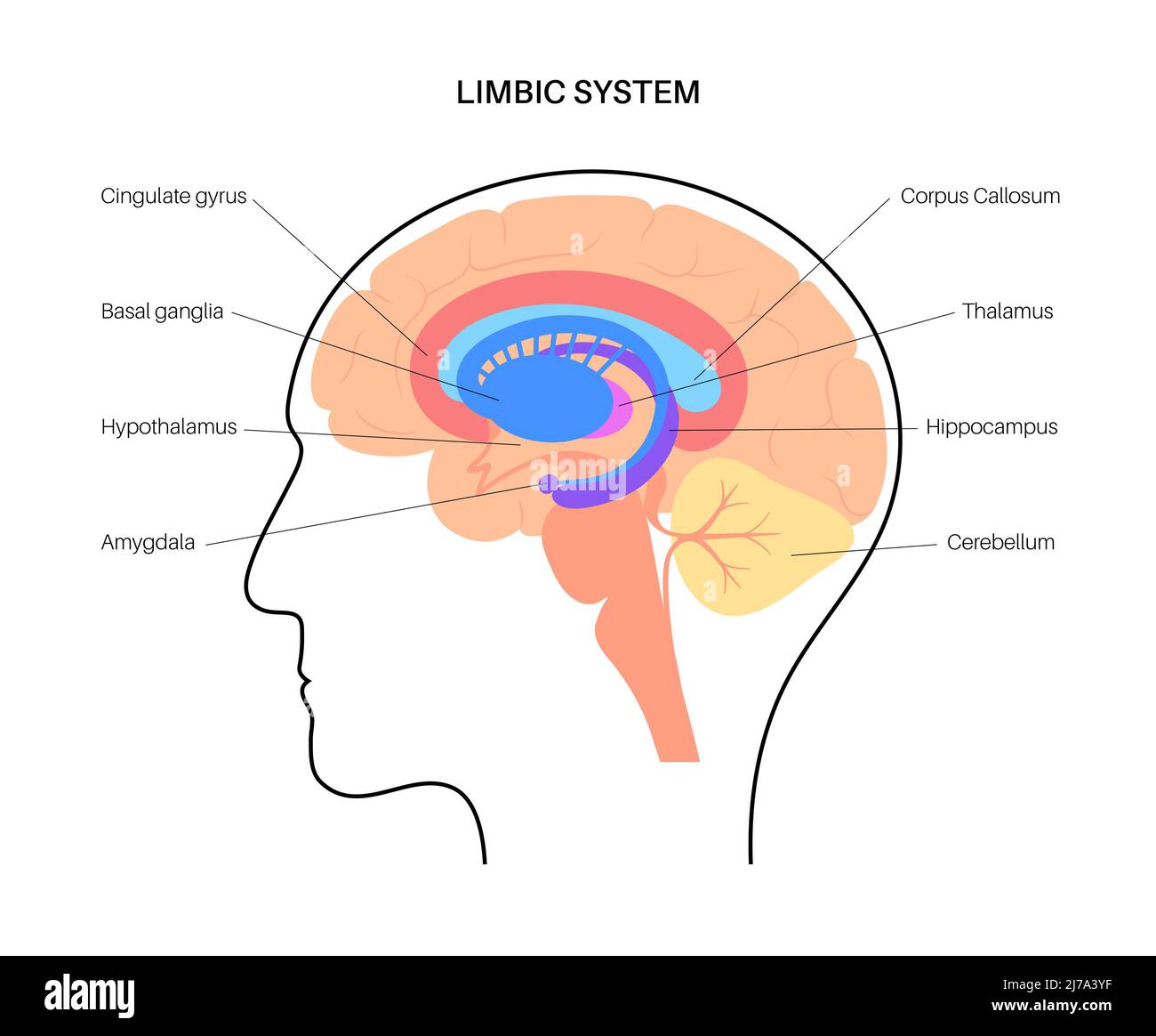 Sistema limbico cerebrale, illustrazione Foto Stock