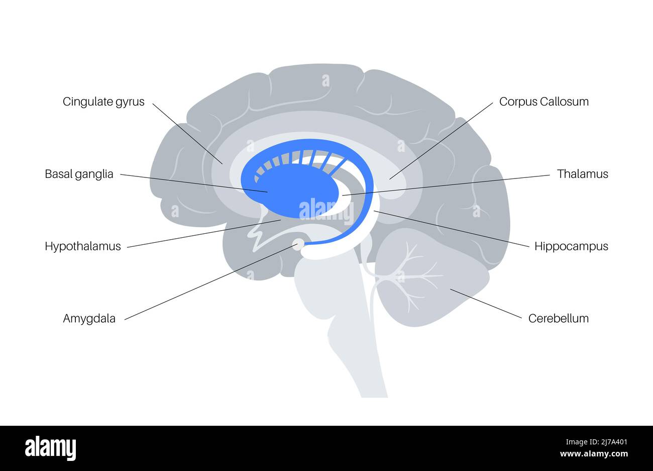 Gangli della base anatomia immagini e fotografie stock ad alta