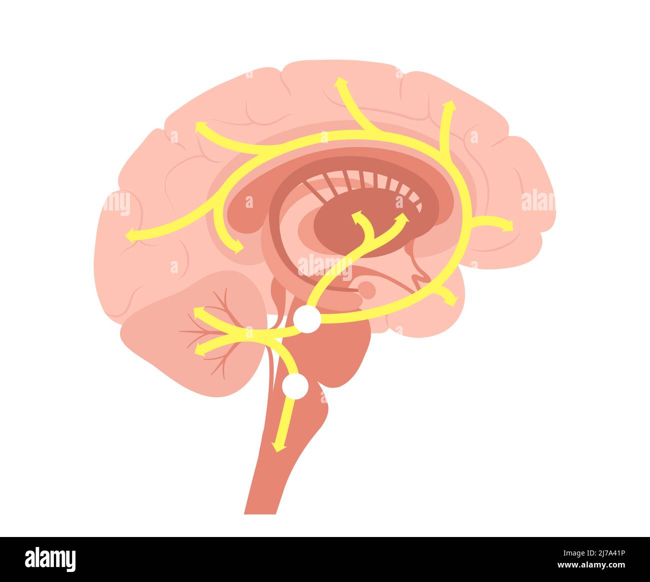Via della serotonina nel cervello, illustrazione Foto Stock Via della serotonina nel cervello, illustrazione Foto Stock