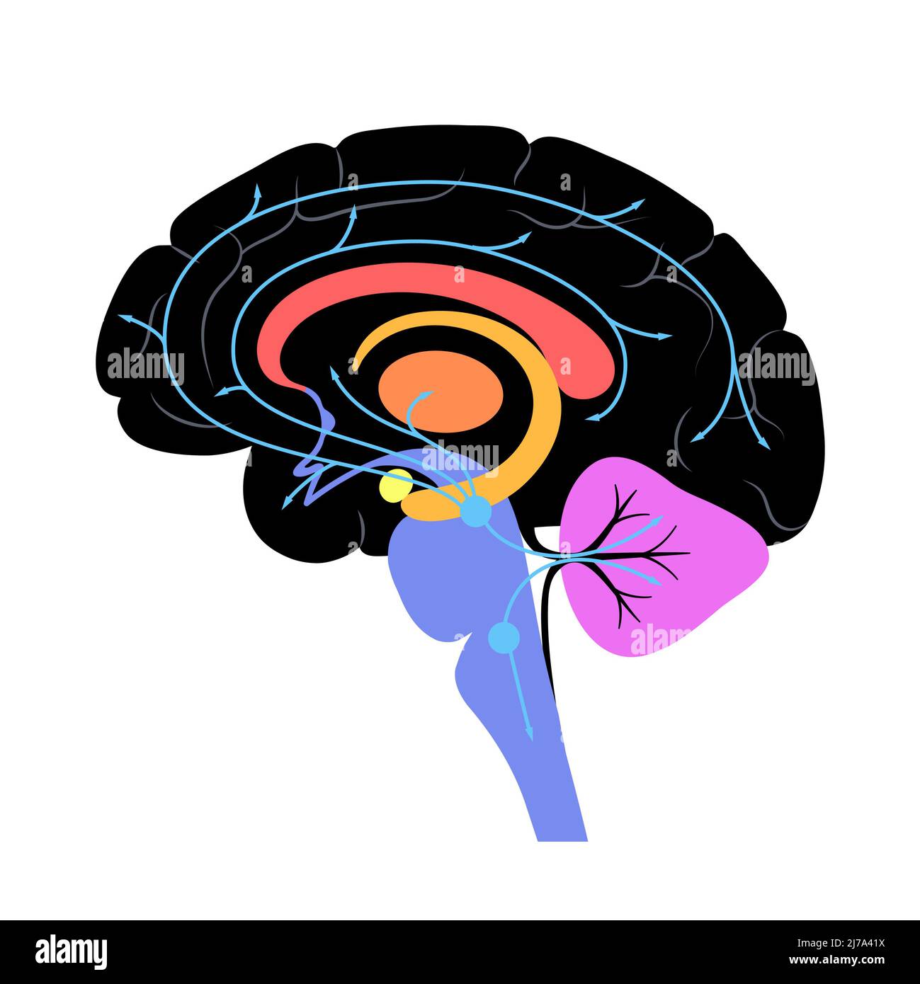Via della serotonina nel cervello, illustrazione Foto Stock Via della serotonina nel cervello, illustrazione Foto Stock