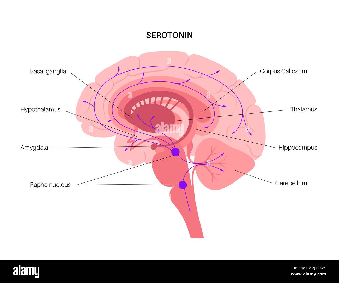 Via della serotonina nel cervello, illustrazione Foto Stock Via della serotonina nel cervello, illustrazione Foto Stock