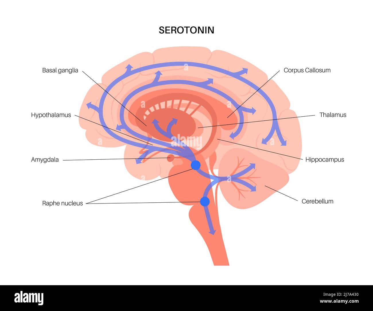 Via della serotonina nel cervello, illustrazione Foto Stock Via della serotonina nel cervello, illustrazione Foto Stock