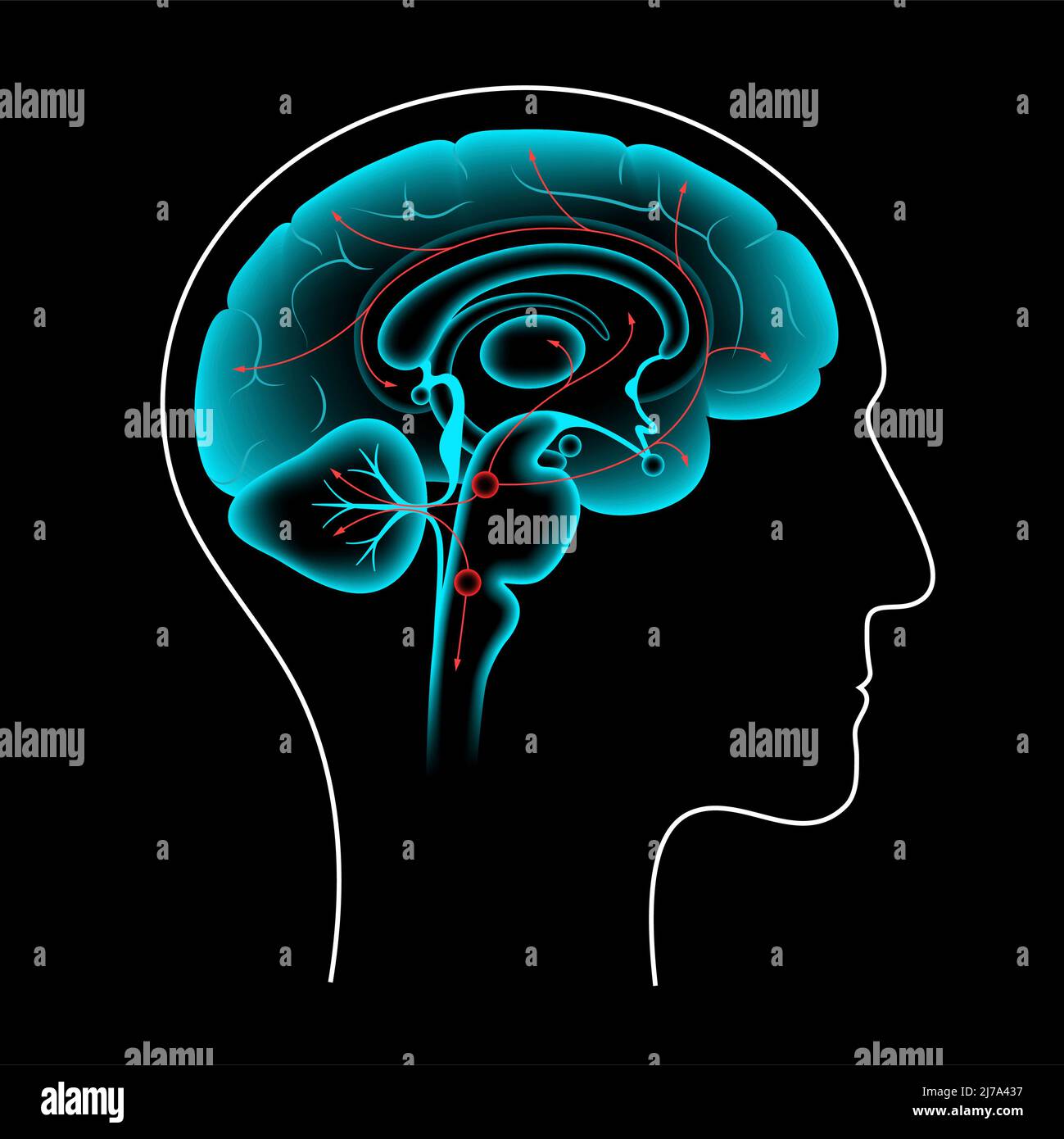 Via della serotonina nel cervello, illustrazione Foto Stock Via della serotonina nel cervello, illustrazione Foto Stock