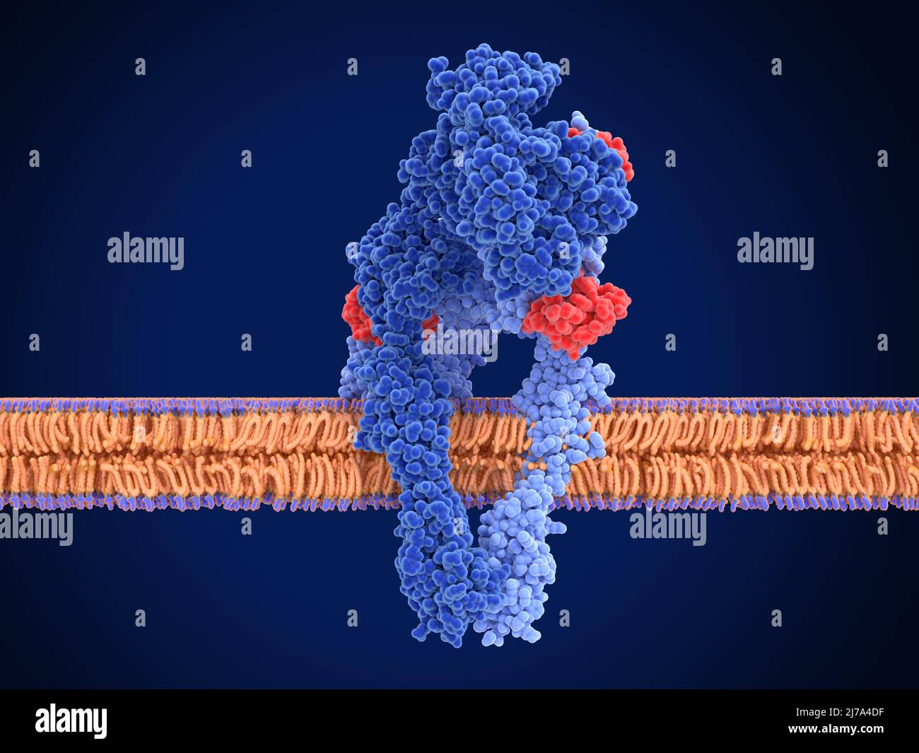 Recettore dell'insulina attivo, illustrazione Foto Stock