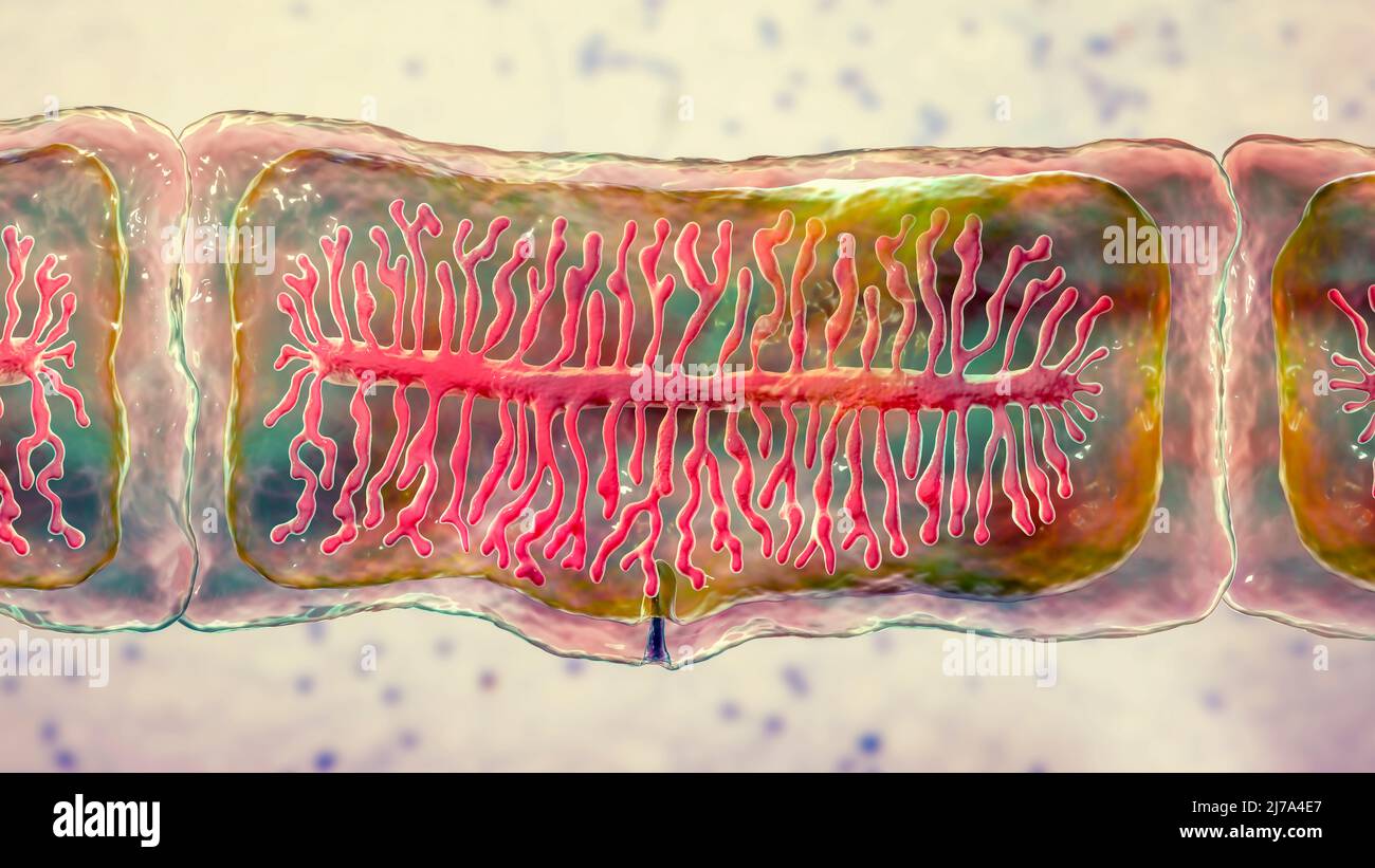 Proglottid di un tenia di manzo, illustrazione Foto Stock