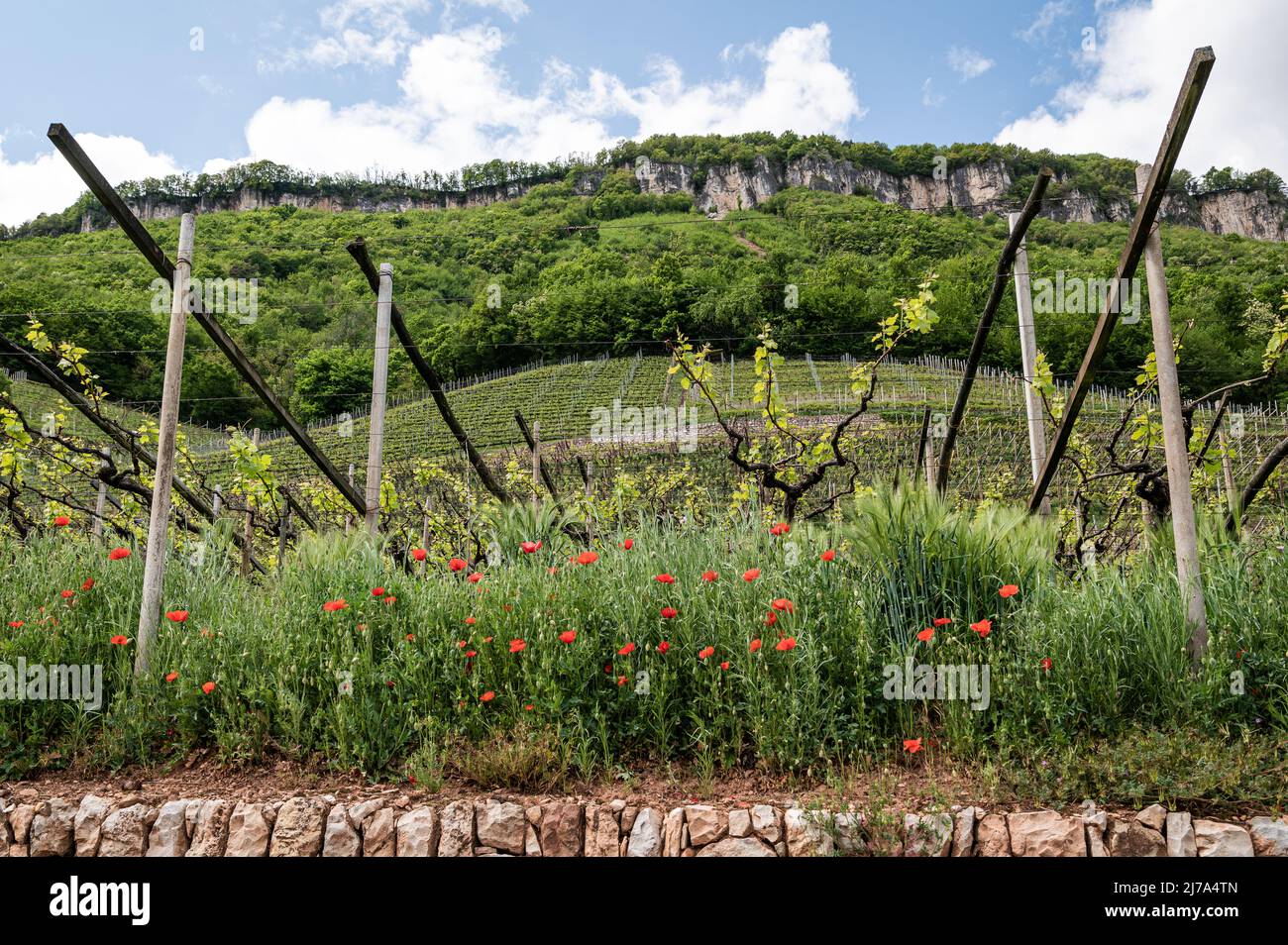 Vigneti Trentino Alto Adige Alto Adige , provincia di Bolzano. Paesaggio primaverile. Strada del vino alto Adige, strada del vino Alto Adige. Foto Stock