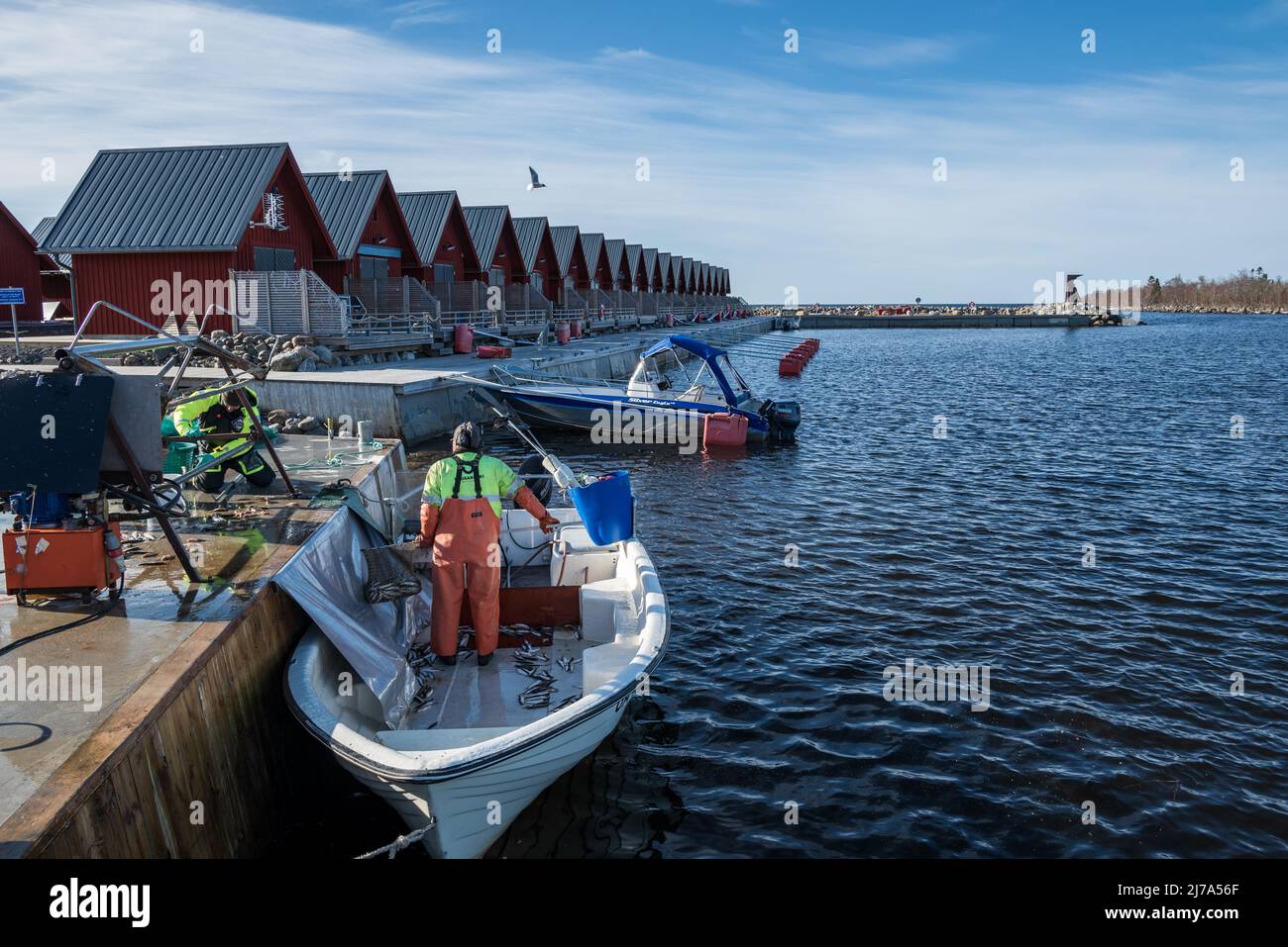 Rovögern, Svezia - 06 maggio 2022: I pescatori si occupano delle catture di aringhe. Foto Stock