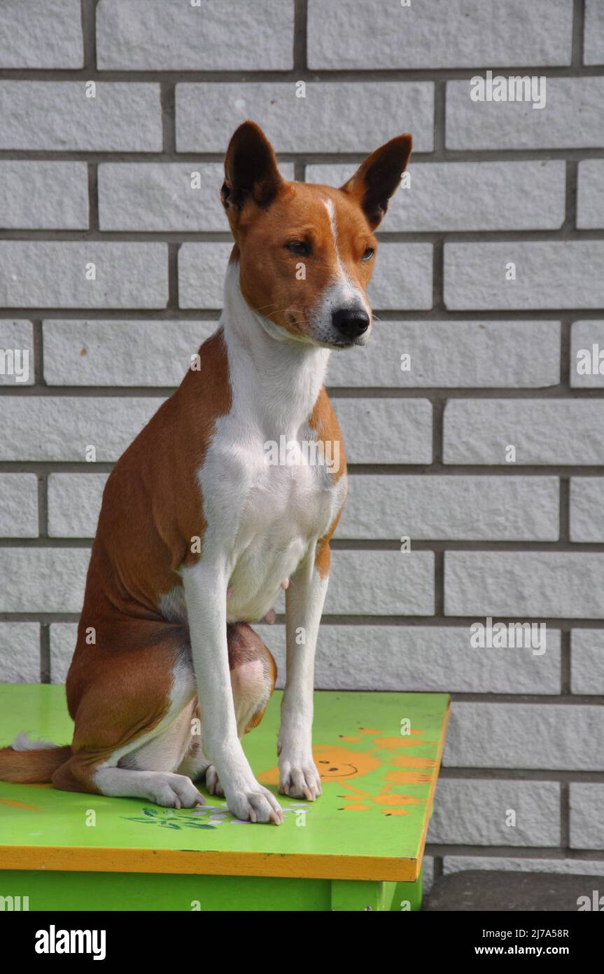 Basenji cane sul muro di mattoni sfondo Foto Stock