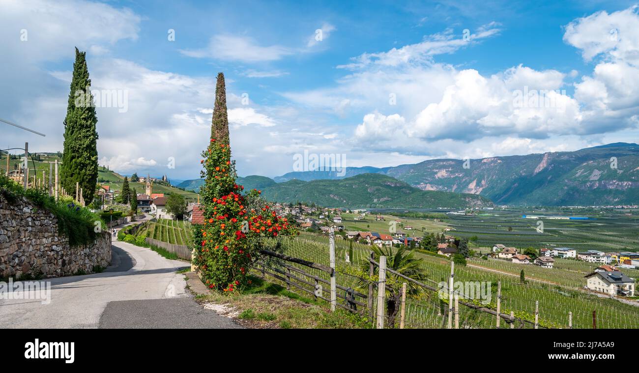 Villaggio Termeno lungo la rosa dei vini. Termeno è il paese viticolo dell'Alto Adige - Italia settentrionale - e la sua storia è fortemente legata Foto Stock