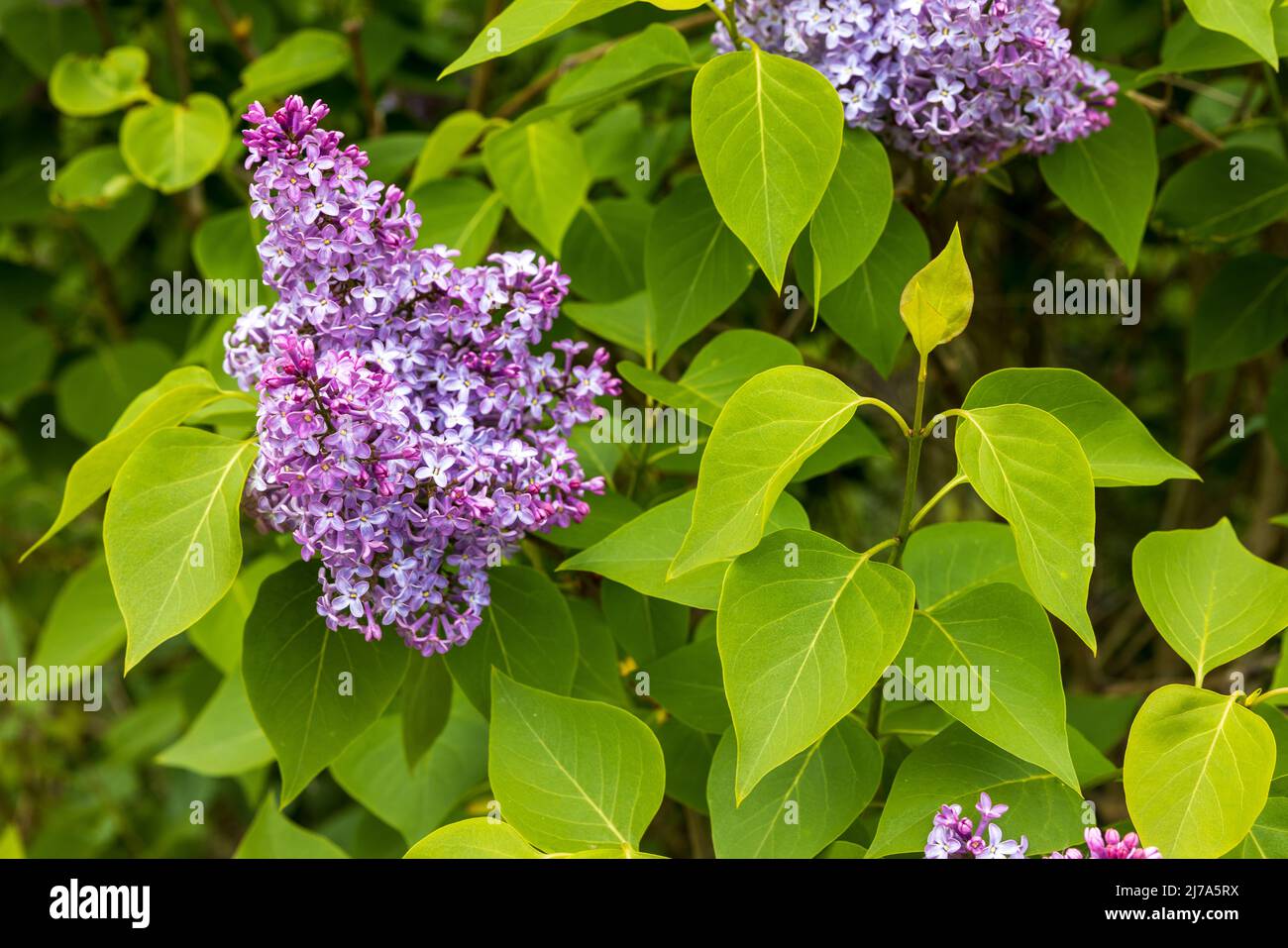 Syringa vulgaris (Lilac comune) Foto Stock