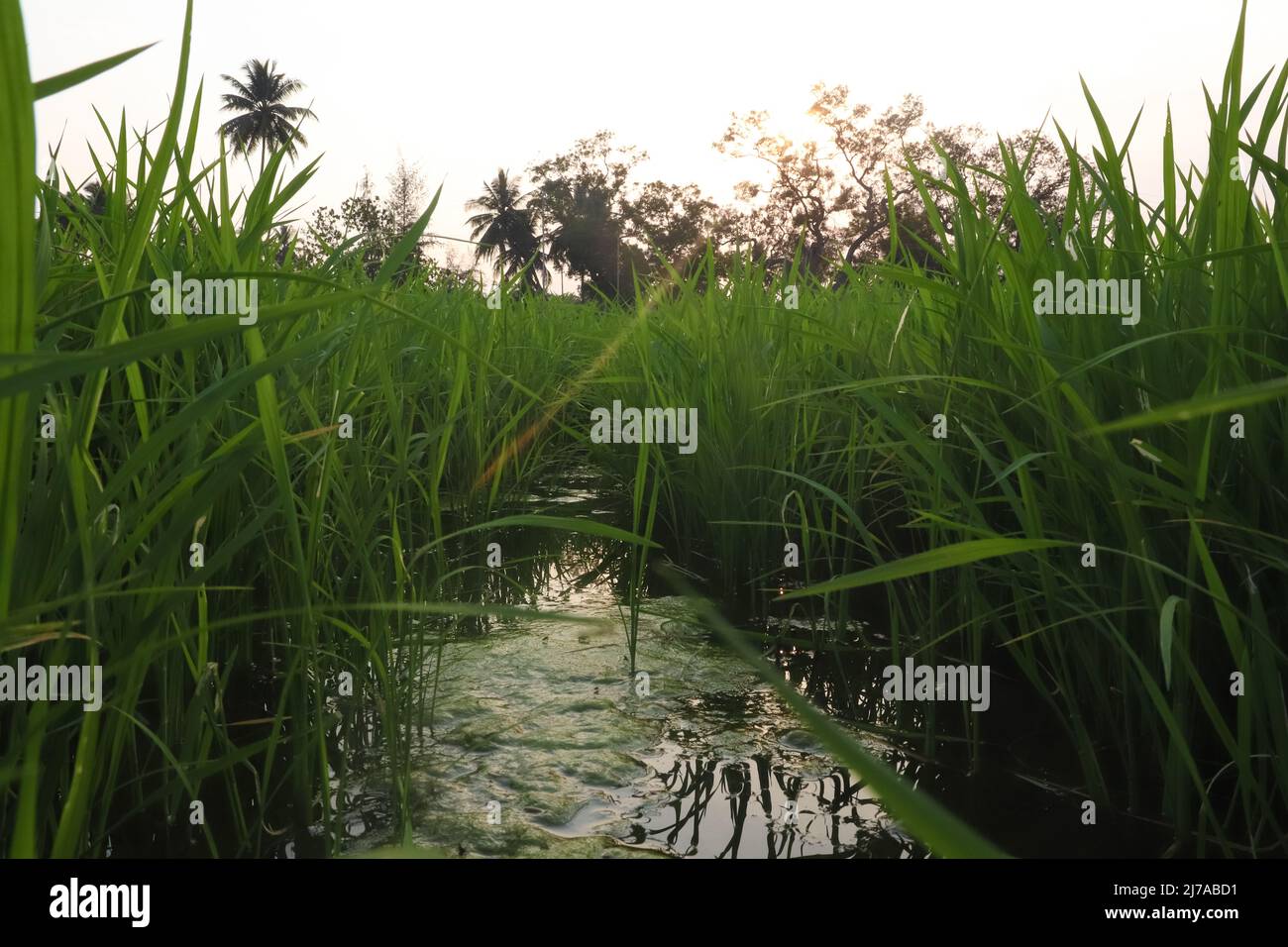 Acqua che passa nel campo di fattoria attraverso piantagione di raccolto Foto Stock