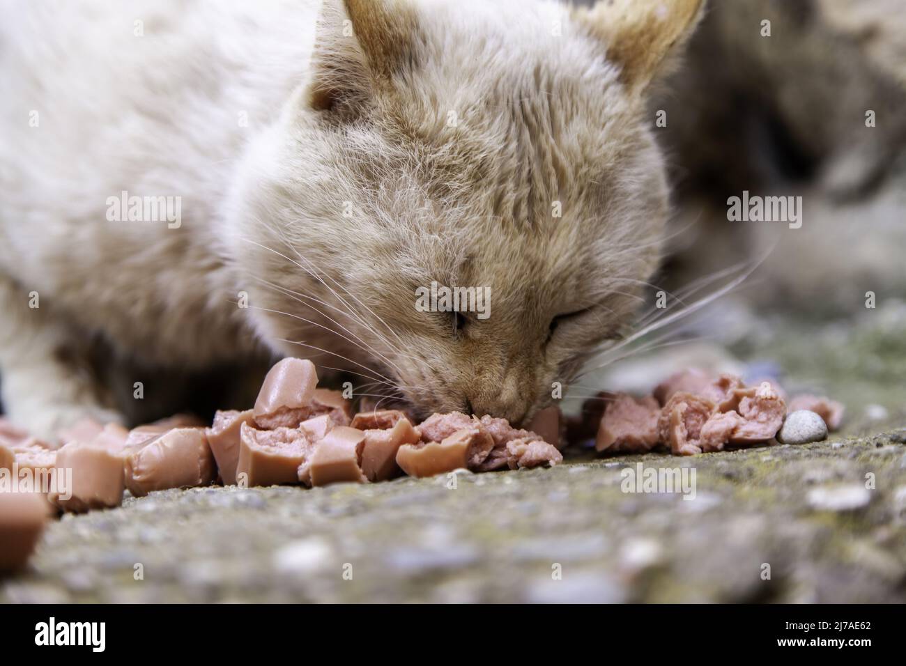 Particolare di gatti abbandonati e senza dimora, cura degli animali Foto Stock