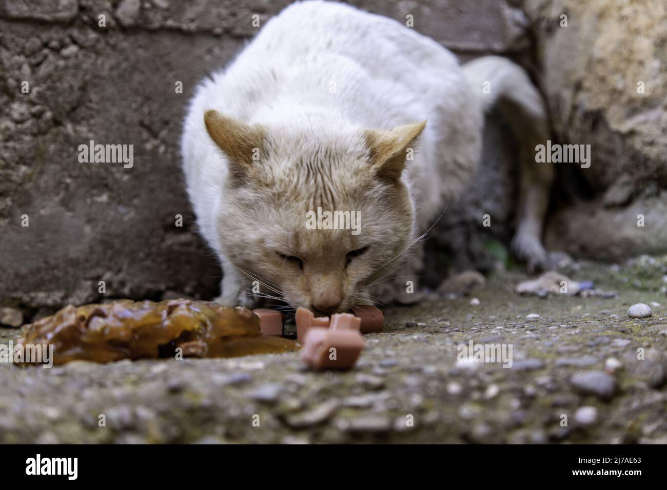 Particolare di gatti abbandonati e senza dimora, cura degli animali Foto Stock