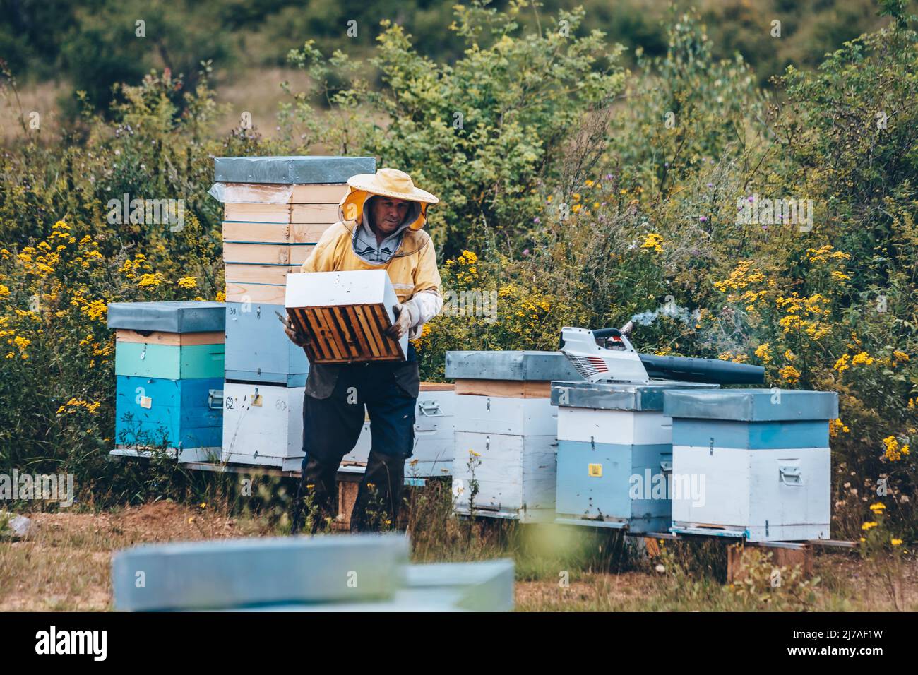 Apicoltore in abbigliamento protettivo che lavora nel suo apiary. Concetto di apicoltura Foto Stock