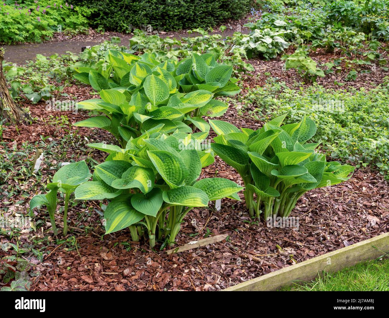 Hosta piante di giglio di plantain, Gloria di Pauls di varietà, in primavera Foto Stock