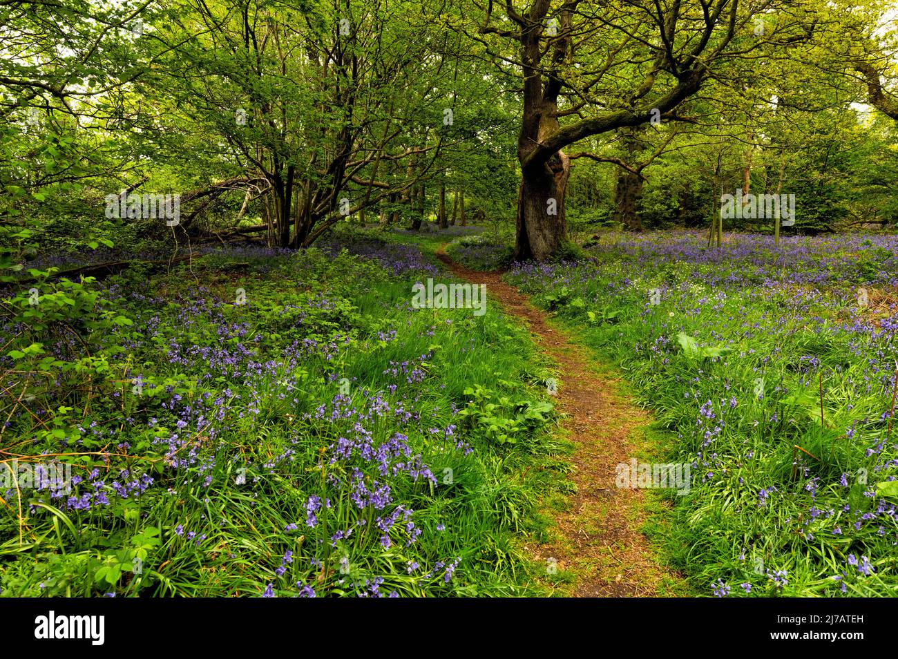 Thursford Woods un sito di fiducia di Norfolk Woodlnds con Blue Bells and Oak Trees, North Norfolk, Regno Unito Foto Stock