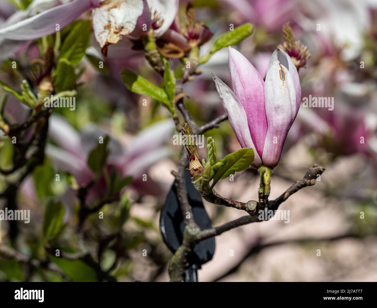 Magnolia fiorita nel parco cittadino di Stromparken durante la primavera a Norrkoping, Svezia. Foto Stock
