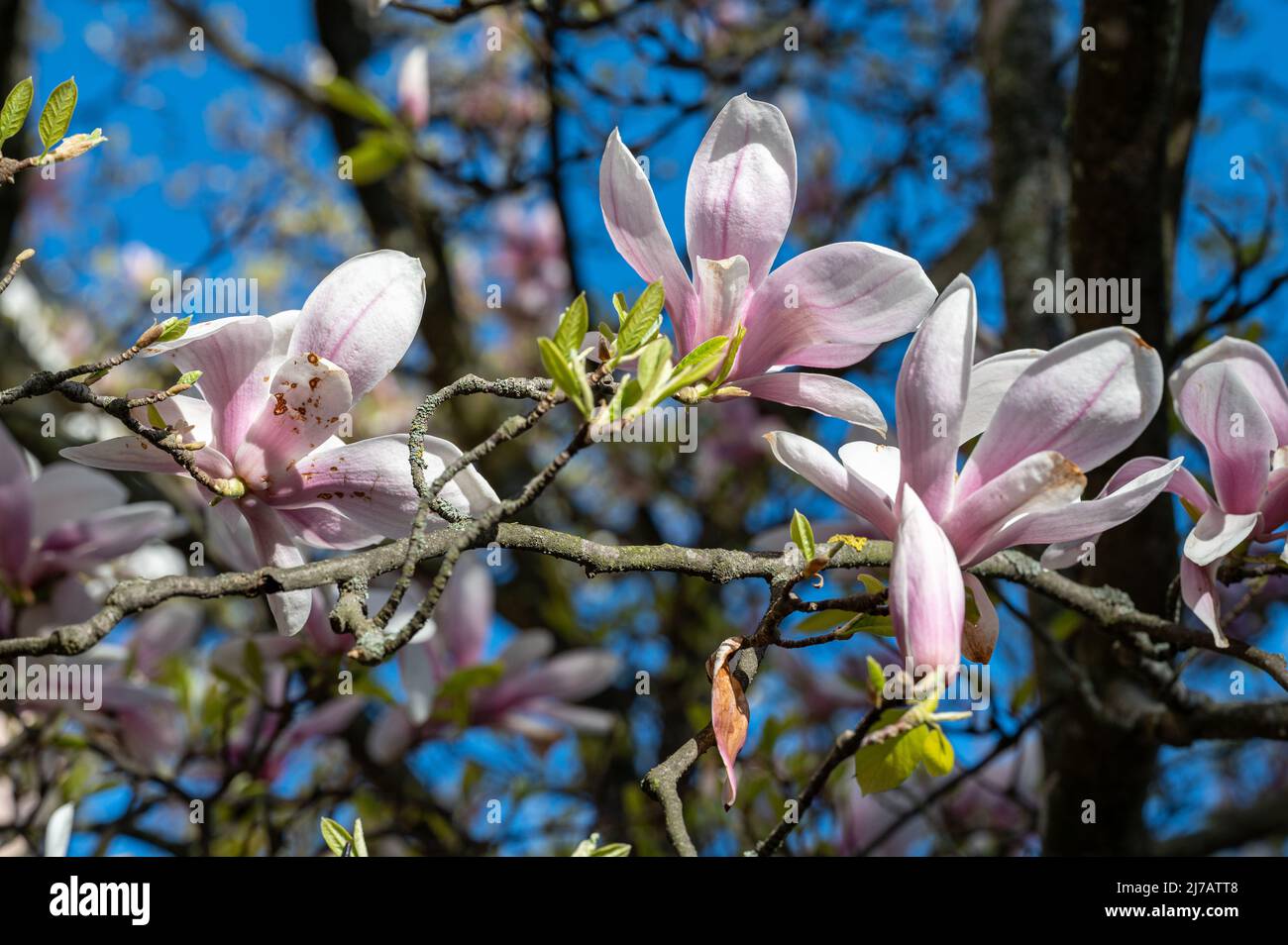 Magnolia fiorita nel parco cittadino di Stromparken durante la primavera a Norrkoping, Svezia. Foto Stock