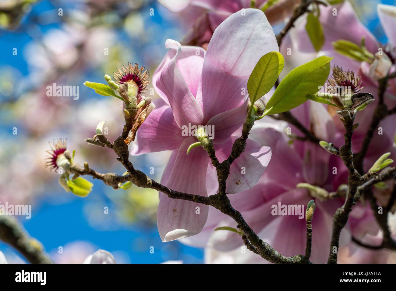 Magnolia fiorita nel parco cittadino di Stromparken durante la primavera a Norrkoping, Svezia. Foto Stock