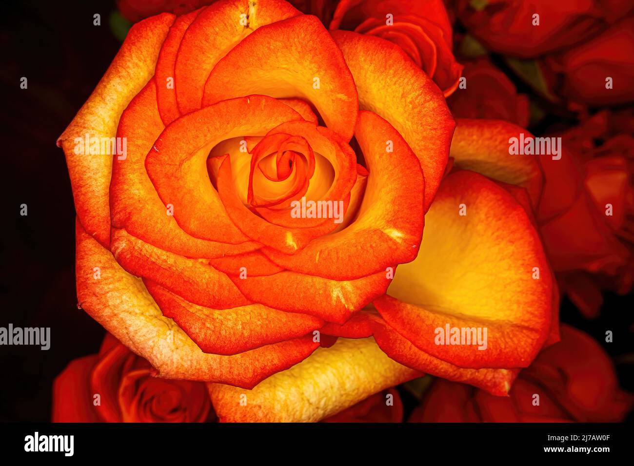 Una rosa di colore arancione si illumina in primo piano sopra altre rose arancioni in background fuori fuoco. Foto Stock