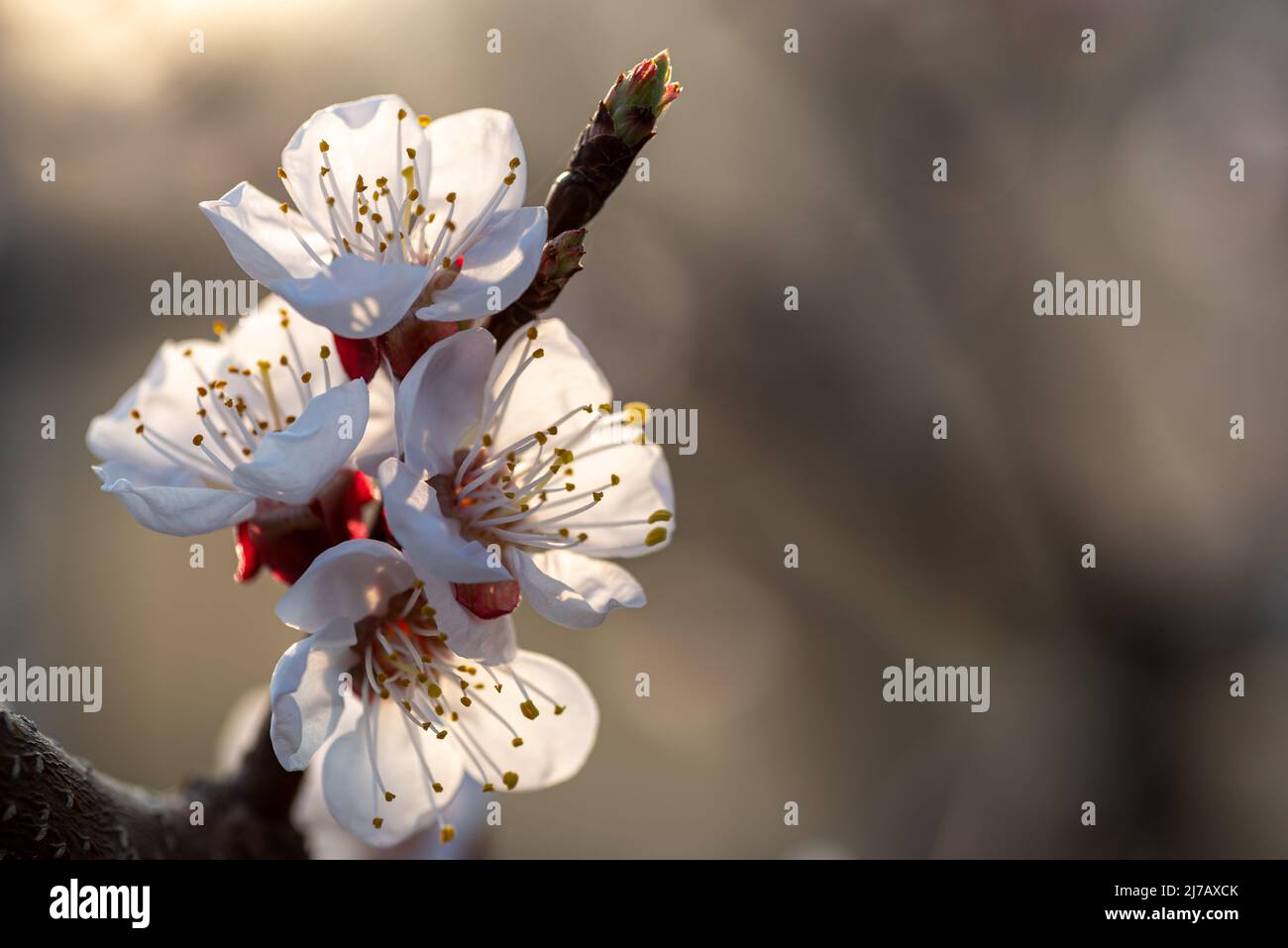 Primo piano dei fiori di albicocca (Prunus armeniaca) in primavera luce solare di fronte a uno sfondo sfocato. Foto Stock